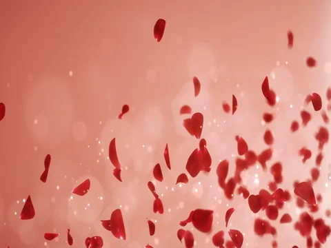 Flying Romantic Light Red Rose Flower Petals Falling Placeholder Loop 4k Stock Footage 71429349
