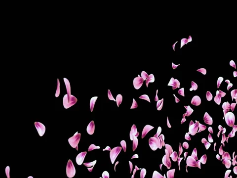 Flying Romantic Pink Rose Flower Petals Falling Placeholder Alpha matte Loop 4k Stock Footage 71897174