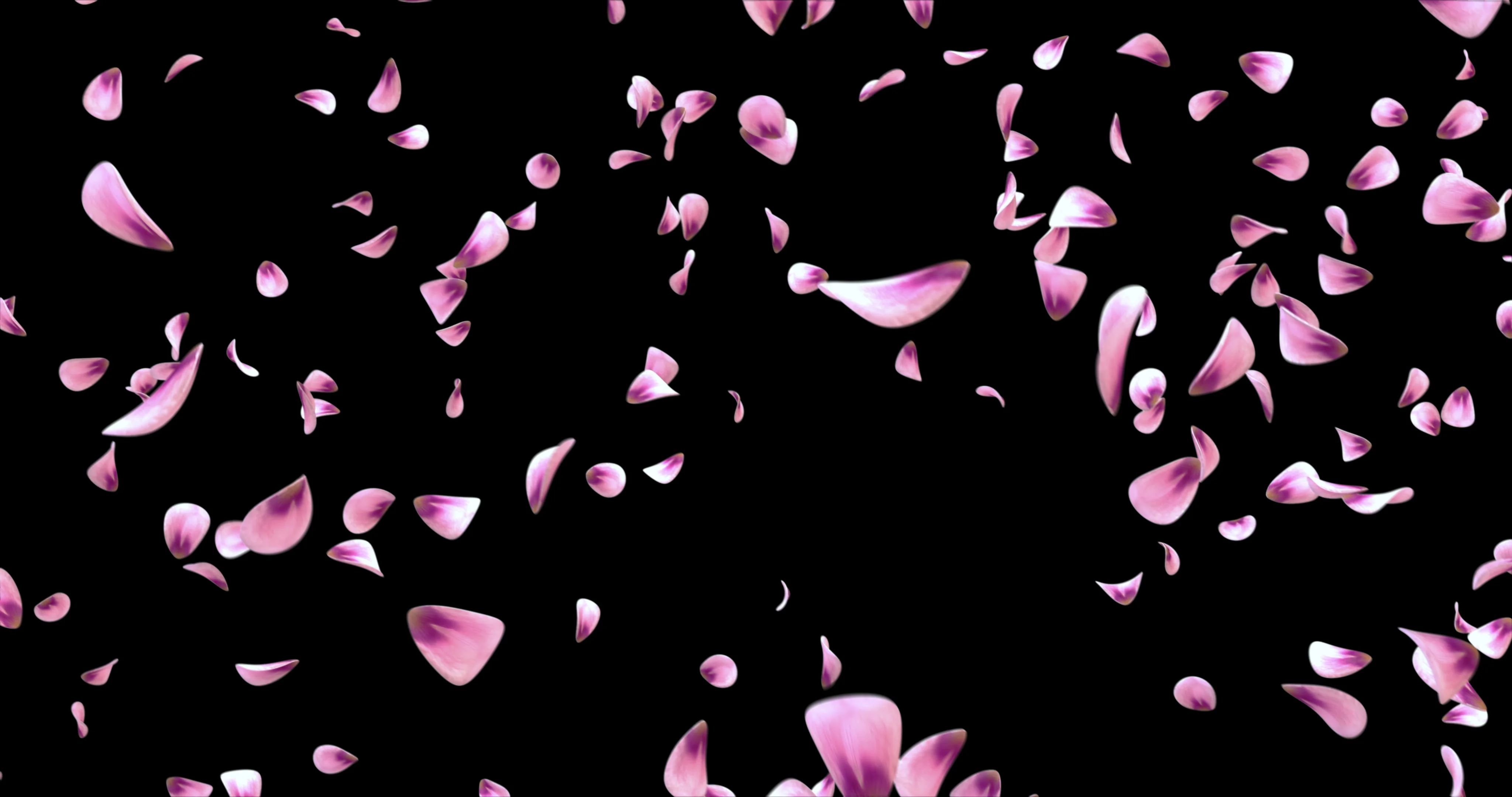 Falling pink rose petals. Valentine slow, Stock Video