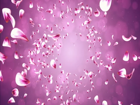 Flying Romantic Red Pink Rose Sakura Flower Petals Falling Background Loop 4k Stock Footage 71419102