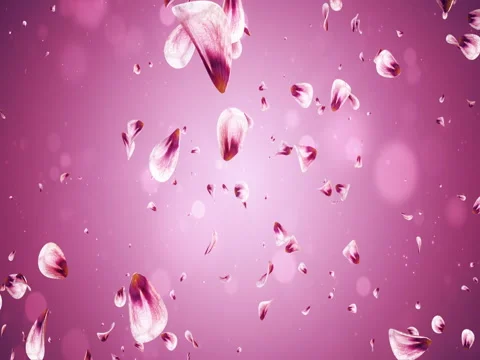 Flying Romantic Red Pink Rose Sakura Flower Petals Falling Background Loop 4k Stock Footage 71419268