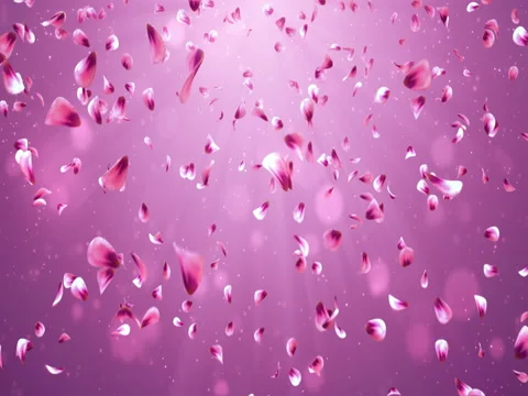 Flying Romantic Red Pink Rose Sakura Flower Petals Falling Background Loop 4k Stock Footage 71419368