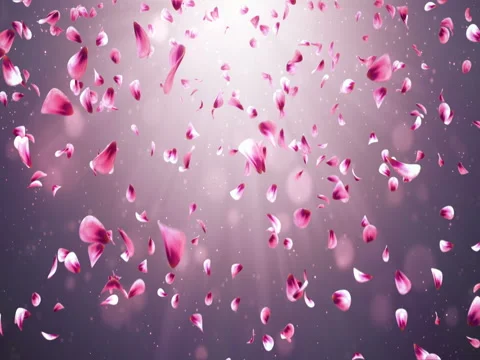Flying Romantic Red Pink Rose Sakura Flower Petals Falling Background Loop 4k Stock Footage 71419493