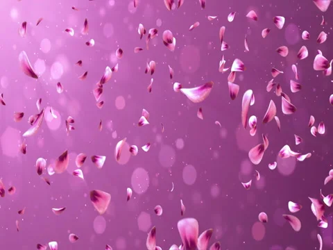 Flying Romantic Red Pink Rose Sakura Flower Petals Falling Background Loop 4k Stock Footage 71419646