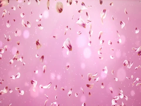 Flying Romantic Red Pink Rose Sakura Flower Petals Falling Background Loop 4k Stock Footage 71419806