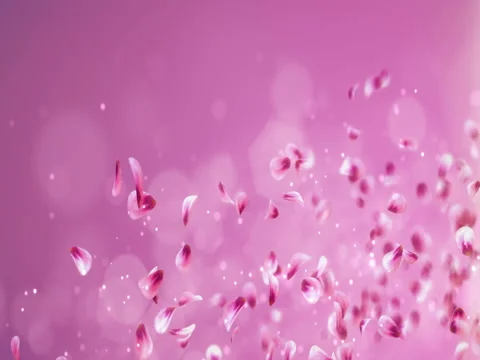 Flying Romantic Red Pink Rose Sakura Flower Petals Falling Placeholder Loop 4k Stock Footage 71420328