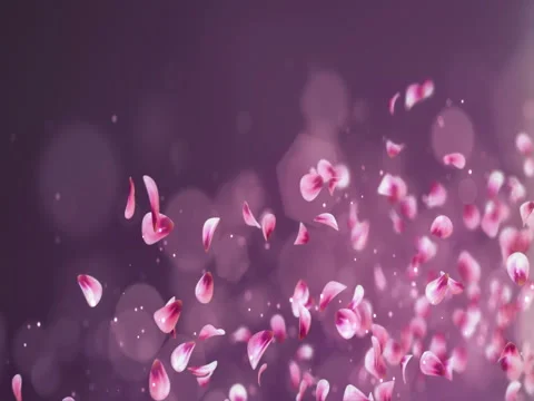 Flying Romantic Red Pink Rose Sakura Flower Petals Falling Placeholder Loop 4k Stock Footage 71420500