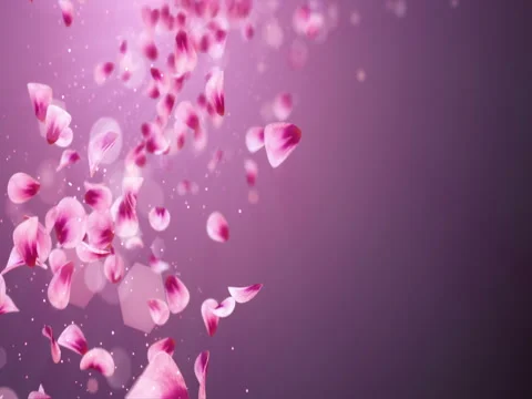 Flying Romantic Red Pink Rose Sakura Flower Petals Falling Placeholder Loop 4k Stock Footage 71420765