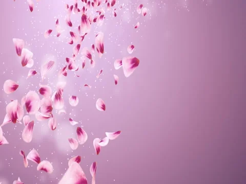 Flying Romantic Red Pink Rose Sakura Flower Petals Falling Placeholder Loop 4k Stock Footage 71420885