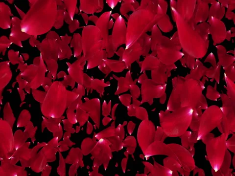 Flying Romantic Red Rose Flower Petals Falling Transition Alpha matte Loop 4k Stock Footage 71895196