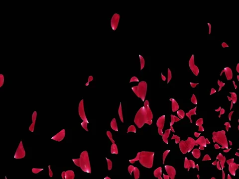 Flying Romantic Red Rose Flower Petals Falling Placeholder Alpha matte Loop 4k Stock Footage 71897507