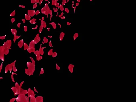 Flying Romantic Red Rose Flower Petals Falling Placeholder Alpha matte Loop 4k Stock Footage 71898262