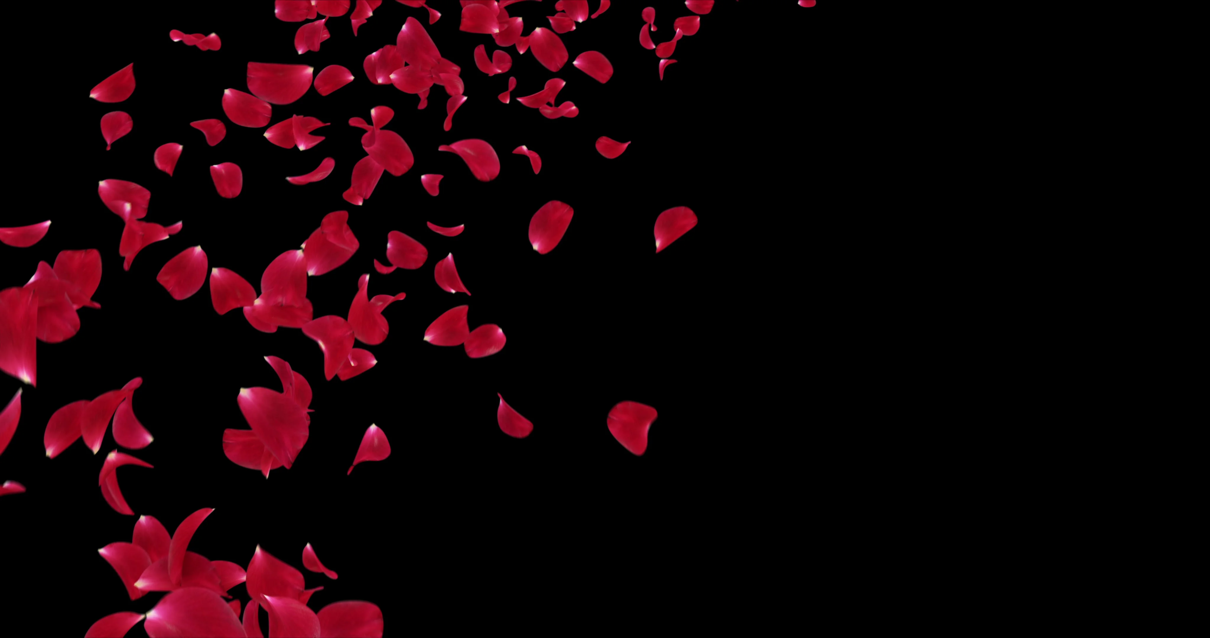 Flying petals of roses with on an black , Stock Video