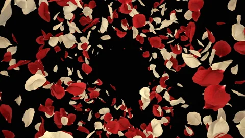 Flying Romantic Red White Rose Flower Petals Falling Alpha Channel isolated Loop Stock Footage 96157620