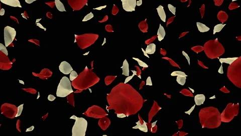 Flying Romantic Red White Rose Flower Petals Falling Alpha Channel isolated Loop Stock Footage 96157905