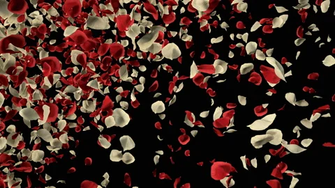 Flying Romantic Red White Rose Flower Petals Falling Alpha Channel transition Stock Footage 96157932
