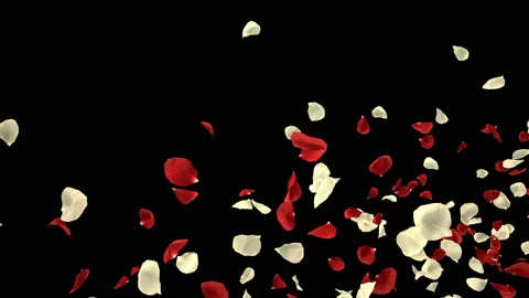 Flying Romantic Red White Rose Flower Petals Falling Alpha Channel isolated Loop Stock Footage 96158295