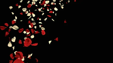Flying Romantic Red White Rose Flower Petals Falling Alpha Channel isolated Loop Stock Footage 96158358