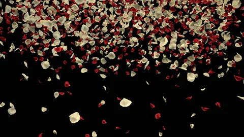 Flying Romantic Red White Rose Flower Petals Falling Alpha Channel transition Stock Footage 96158505