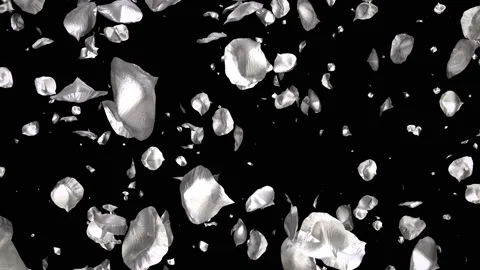 Flying Romantic silver metal Rose Flower Petals Falling Alpha Channel Loop Stock Footage 96159014