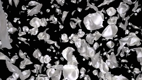 Flying Romantic silver metal Rose Flower Petals Falling Alpha Channel transition Stock Footage 98939176