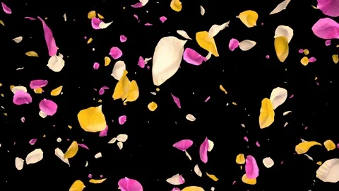 Flying Romantic vibrant colorful Rose Flower Petals Falling Alpha isolated Loop Stock Footage 106955156