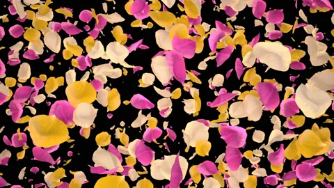 Flying Romantic vibrant colorful Rose Flower Petals Falling Alpha transition Stock Footage 106955221