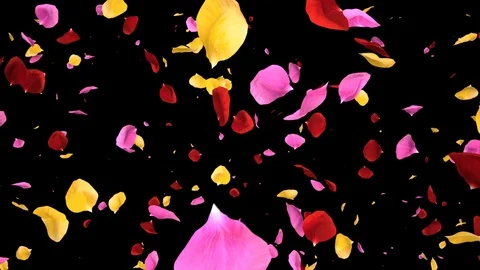 Flying Romantic vibrant colorful Rose Flower Petals Falling Alpha isolated Loop Stock Footage 106955886