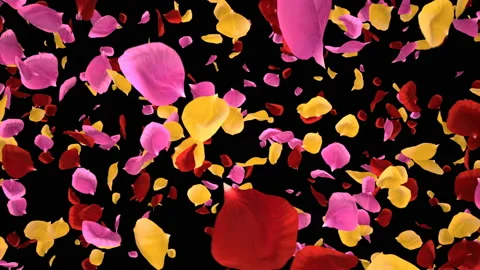 Flying Romantic vibrant colorful Rose Flower Petals Falling Alpha transition Stock Footage 106955927