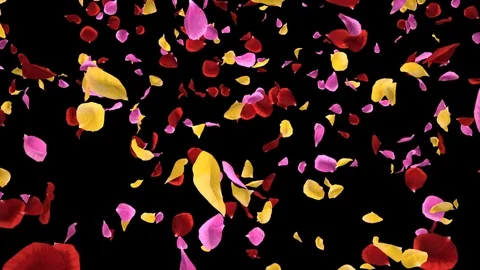 Flying Romantic vibrant colorful Rose Flower Petals Falling Alpha isolated Loop Stock Footage 106955955