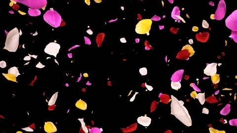 Flying Romantic vibrant colorful Rose Flower Petals Falling Alpha isolated Loop Stock Footage 106956213