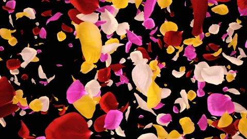 Flying Romantic vibrant colorful Rose Flower Petals Falling Alpha transition Stock Footage 106956249