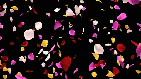 Flying Romantic vibrant colorful Rose Flower Petals Falling Alpha isolated Loop Stock Footage 106956325