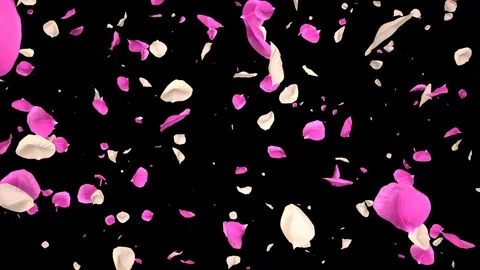 Flying Romantic white pink Rose Flower Petals Falling Alpha isolated Loop Stock Footage 106954731