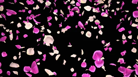 Flying Romantic white pink Rose Flower Petals Falling Alpha isolated Loop Stock Footage 106954759