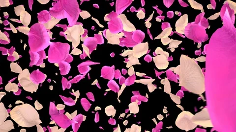 Flying Romantic white pink Rose Flower Petals Falling Alpha Channel transition Stock Footage 106954773