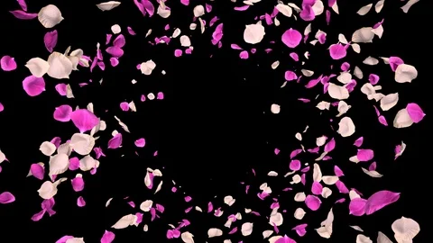 Flying Romantic white pink Rose Flower Petals Falling Alpha isolated Loop Stock Footage 106954817
