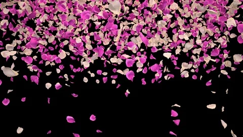 Flying Romantic white pink Rose Flower Petals Falling Alpha Channel transition Stock Footage 106954847