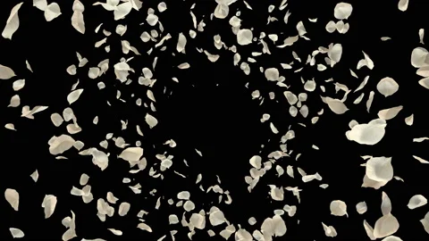 Flying Romantic White Rose Flower Petals Falling Alpha Channel isolated Loop Stock Footage 96162230