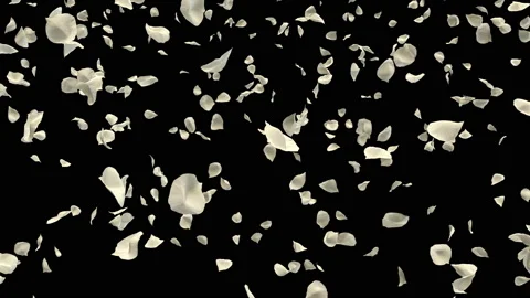 Flying Romantic White Rose Flower Petals Falling Alpha Channel isolated Loop Stock Footage 96162417