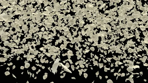 Flying Romantic White Rose Flower Petals Falling Alpha Channel transition Stock Footage 96162952