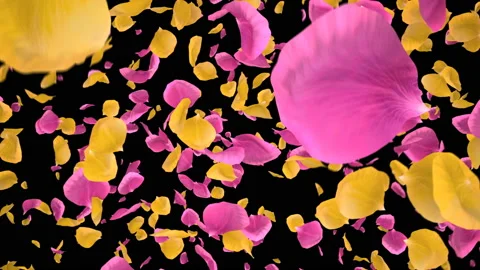 Flying Romantic Yellow pink Rose Flower Petals Falling Alpha Channel transition Stock Footage 106955027
