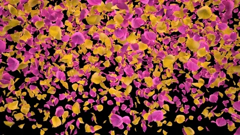 Flying Romantic Yellow pink Rose Flower Petals Falling Alpha Channel transition Stock Footage 106955168