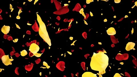 Flying Romantic yellow red Rose Flower Petals Falling Alpha isolated Loop Stock Footage 106955370