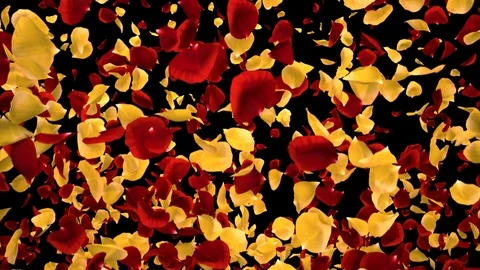 Flying Romantic Yellow red Rose Flower Petals Falling Alpha Channel transition Stock Footage 106955781