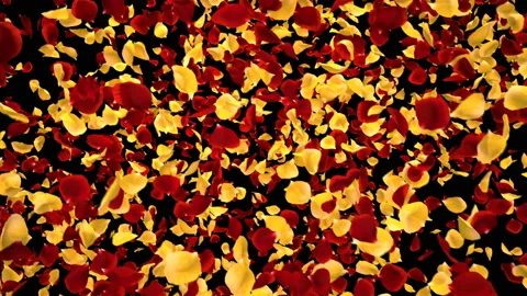 Flying Romantic Yellow red Rose Flower Petals Falling Alpha Channel transition Stock Footage 107038513
