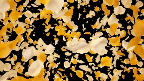Flying Romantic Yellow White Rose Flower Petals Falling Alpha Channel transition Stock Footage 106956477
