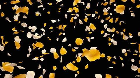 Flying Romantic yellow White Rose Flower Petals Falling Alpha isolated Loop Stock Footage 106956490