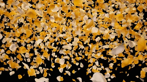 Flying Romantic Yellow White Rose Flower Petals Falling Alpha Channel transition Stock Footage 106956568