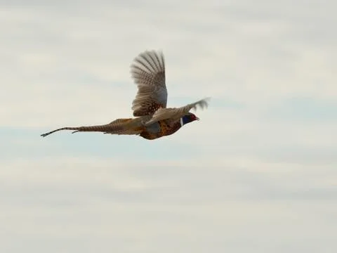 Flying Rooster Pheasant Stock Photos
